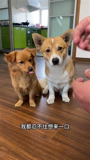 The dog performed so well—chicken breast is definitely a must!