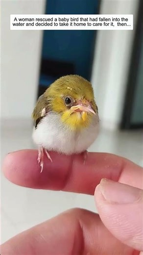 She Rescued a Baby Bird from the Water and Changed Its Life...