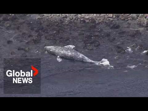 Four grey whales dead in 10 days in BC waters as scientists warn of more losses
