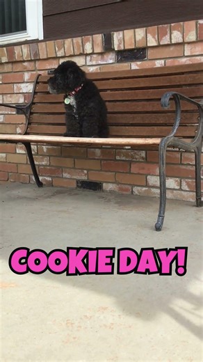 Cockapoo needs a cookie