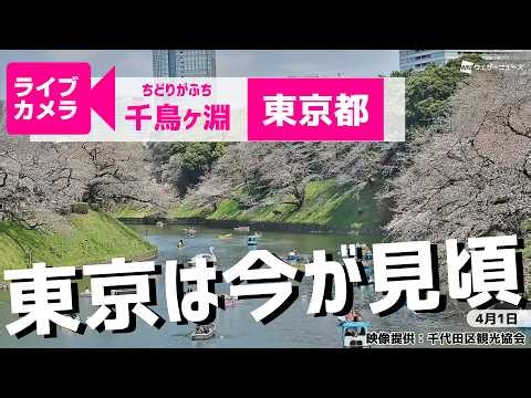 【桜ライブカメラ2026】ソメイヨシノ／「東京都千鳥ケ淵」ライブカメラより/Cherry Blossom Live Camera 2026年4月1日(水) #桜 #さくら