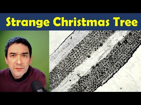 🔬 Christmas Tree Under the Microscope