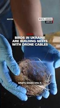 Birds in Ukraine are building nests with drone cables