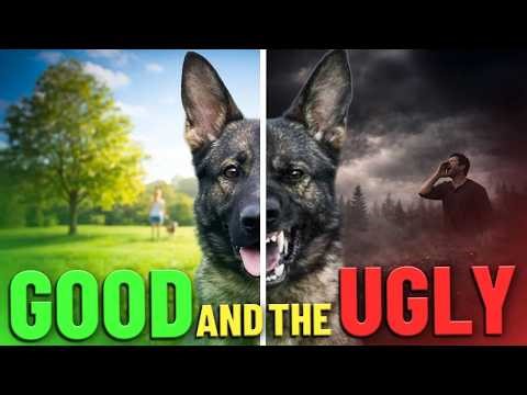 Working Line German Shepherd: Pros & Cons! (Is it Right for YOU?)