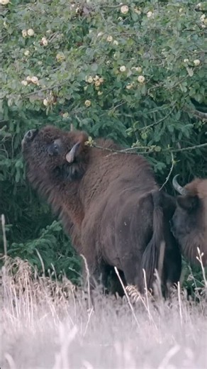 I Tracked Europe's Hidden Giants for Days (Rare Mating Caught on Camera!) 🦬 #wildlife
