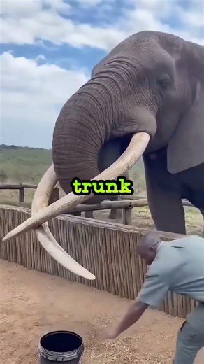 How Does An Elephant Actually Drink? 😱🐘