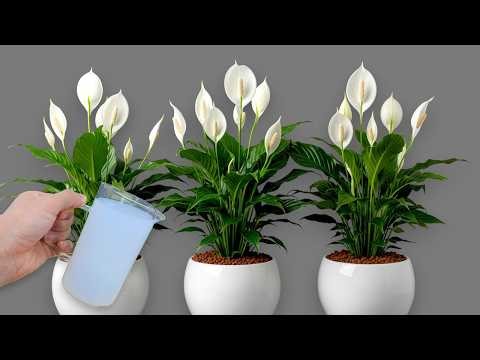 Just 1 Glass Makes So Many Flowers Explode Did You Know That