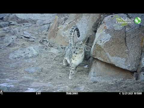 Snow Leopard’s Big Stretch | Conservation Without Borders
