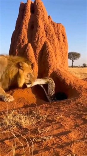 Python attack on lion face 😱 #python #lionking#fbreels #trendingreels #fyp #explorepage #likeforlikes #like #foryou #shorts #short #fbpro #facebookpost #reelsfyp #viralreelschallenge | shape like a wow