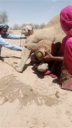 Shocking Scene Behind the Camel 😱 What Are They Trying to Pull Out?