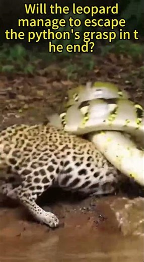 Will the leopard manage to escape the python's grasp in the end?🐆🐍#leopard #python #animalencounter