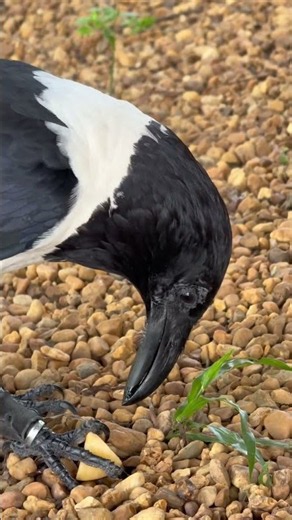 Trixie the Crow Gets a Snack!