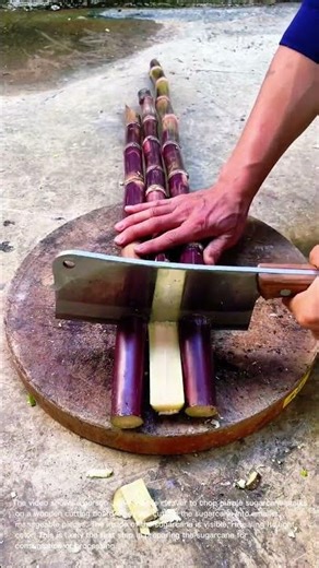 Cutting Sugarcane with a Cleaver: Fresh Harvest Prep