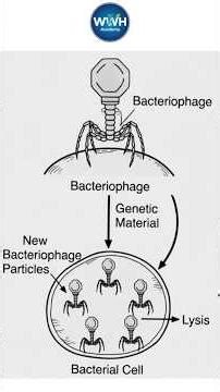 Lytic Cycle Made Easy | NEET Biology