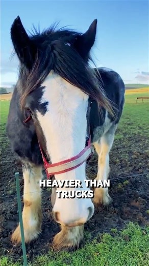 This Horse Is Built Like a Tank