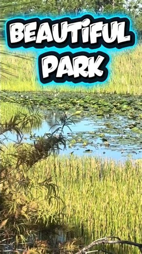 Beautiful Florida Wetlands 🌿🦆 | Charlotte Flatwoods Environmental Park