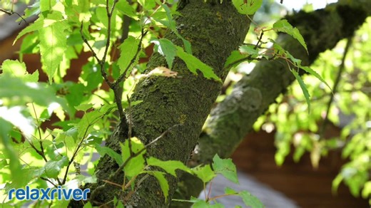 Visualization music: Inspiring music, subconscious mind, visualize your desires, ultimate relaxation