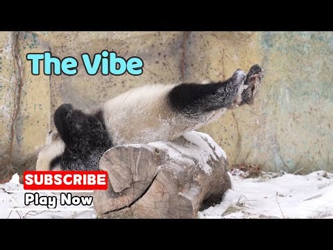 A Panda‘s Cozy Snow Day | iPanda