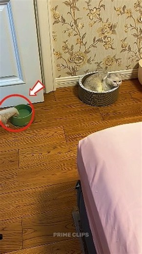 This Cat Got Pranked by Her Owner 😳