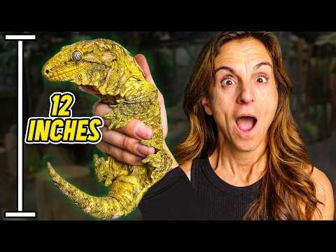 We Found The World's Largest Baby Gecko!