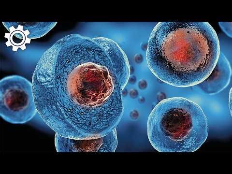 The Science of Regeneration: How Stem Cells Differentiate and Repair Tissue