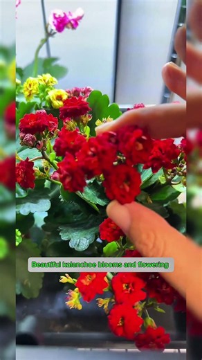 Beautiful kalanchoe blooms and flowering #flowers