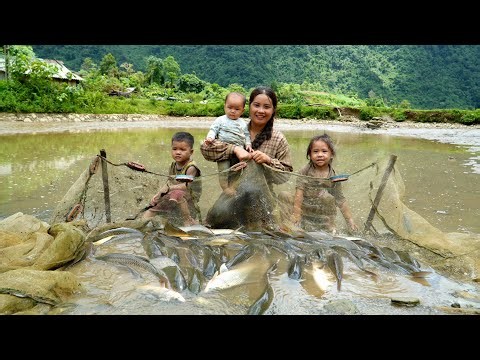Harvesting a fish pond after 10 years—surprisingly, the catch consists entirely of giant fish
