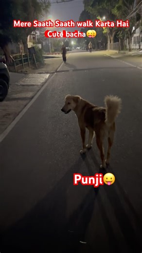 Punji the labrador with a smart cute street dog, जरूर देखो 🐾