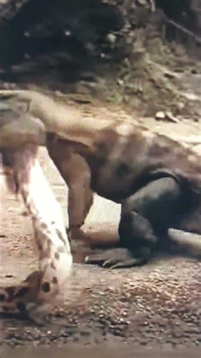 snake fight with big monitor Lizard 🦎🤯☠️