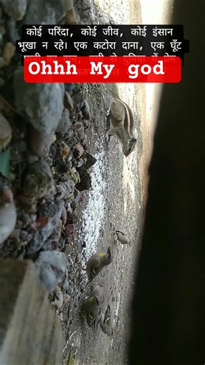 5 Different Birds One Morning Backyard Harmony#commonmyna#morningdove#squirrel#sparrow#bulbul#birds