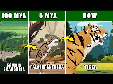 Tiger Origin Evolution: Who Were Tiger Ancestors