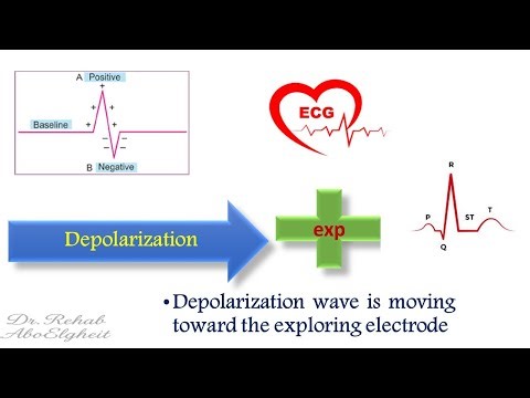 Cardiovascular Physiology Lec 6 Cardic ECG Basics Part I
