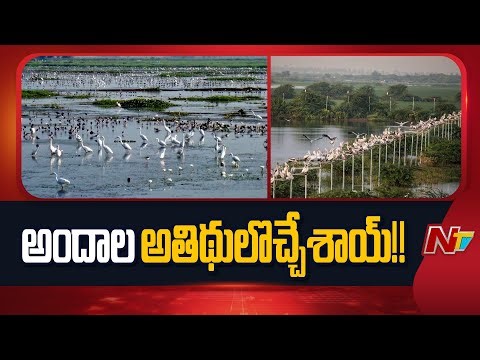 Pulicat Flamingo Festival On January 10, 11 | NTV Telugu