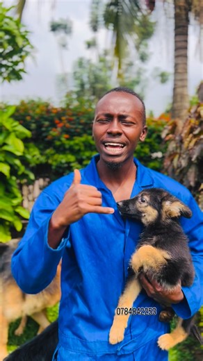 Gen Til on Instagram: "Dogs in Rwanda 🇷🇼 Kigali #rwandadogs #kigalidogs #dogzonekennel #dogadoption #germansheapard"