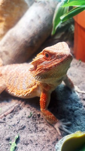 The worlds happiest bearded dragon #reptiles #lizard #reptile #beardedlizard #cute #beardeddragon