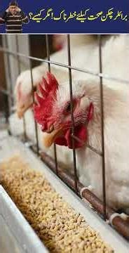 What Happens If You Eat Broiler Chicken Daily? - Shocking Video - 24 News HD