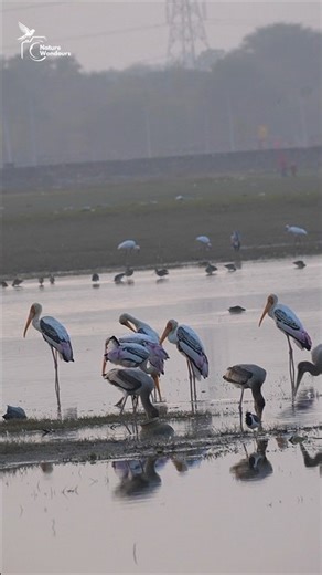 Pond of Life: coexistence #birds #nature #shortsfeed #shorts