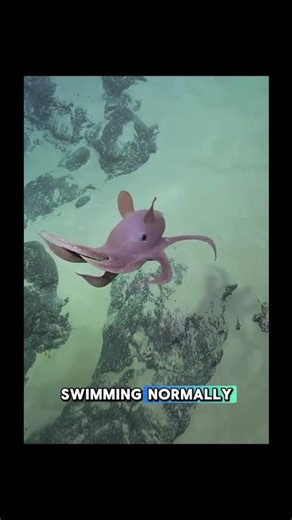 This “Alien” Creature Actually Lives on Earth 😳 | Dumbo Octopus