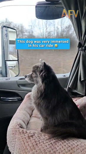 POV: You're a dog on a road trip #pets #shorts #funny