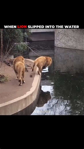 When Lion & Cat slipped into the water #shorts #animal #animalshorts #animalplanet #wildlife