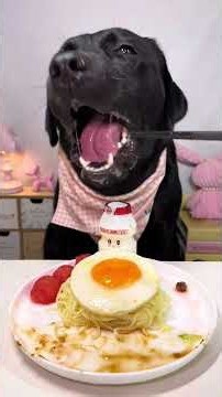 I'm Not Hungry. I'm Just Preparing for Dinner. Labrador. Cute Pet Debut Plan