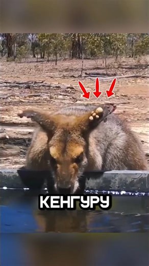 At first, the kangaroo was afraid of the crows #shorts #kangaroo