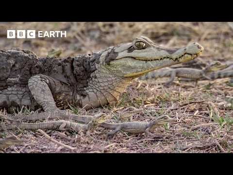 A Mother’s Journey to Save the Next Generation | BBC Earth Science