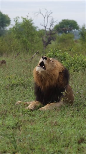 A lion’s roar is a long-distance call used to mark territory, warn rival lions, and locate pride members. It is most commonly heard at night or early morning and can carry for several kilometers. The frequency and intensity of a roar can indicate the lion’s confidence, territorial pressure, or response to nearby rivals. Video from Londolozi Game Reserve #wildlife #WildlifeConservation #wildlifecaptures #AfricanSavanna #seewildlife #discoverafricawildlife #discoverafrica #WildlifeEducation #Disco