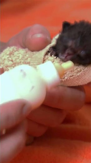 Motherless Kitten Gets Fed From the Bottle! | Too Cute! | Animal Planet