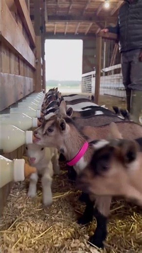 desperate goat kids feed at once