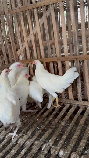 Ayam elba usia - 4,5bulan Warna putih mulus yg suka putih2 bisa merapat stok cuma 2 paket yg putih Wa.me//6281529435863 | Dewi Tegar