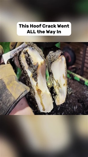 Cow Hoof Repair: Removing a Deep Hoof Fissure and Applying a Wooden Block