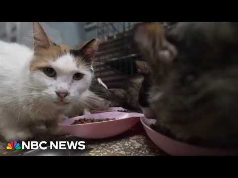 Cuban animals lovers struggle to care for pets as economic crisis continues