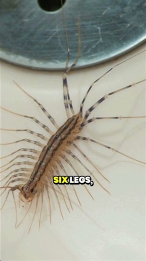 Are house centipedes and silverfish the same pest?